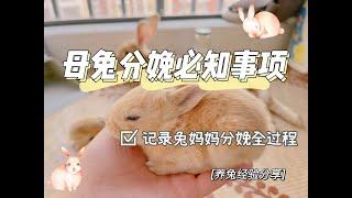 母兔分娩前的表现？如何帮助兔妈妈顺利分娩？母兔分娩必知事项，有的行为可能会伤害母兔。