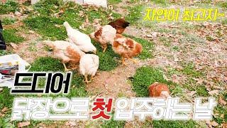 닭장에 닭을 첫 입주! 닭들의 반응은?