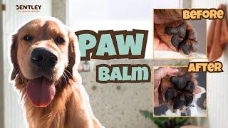 Amazing Natural Paw Balm for Your Dog's Dry  & Sensitive Skin  | Dog Paw Balm Review