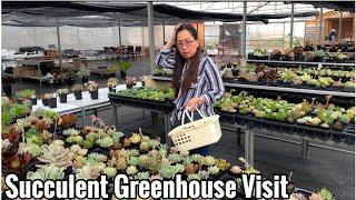 Succulent Green House Visit ( Affordable and Beautiful)