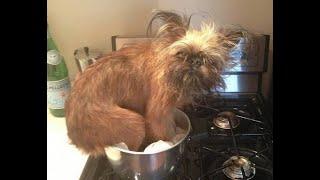  Who are you, kitchen monster?!  Funny video with dogs, cats and kittens! 