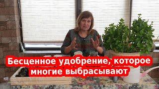 Не выбрасывайте! Это лучшее удобрение для сада и огорода!