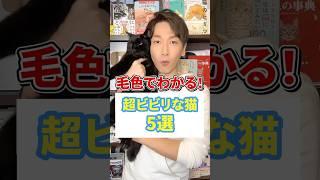 毛色でわかる！超ビビリな猫5選 #猫 #猫好き #ねこ