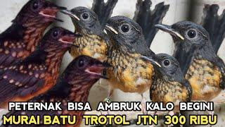 ADUH MURAI BATU TROTOL JTN 300 RIBU KALO SUDAH BEGINI... DI PASAR BURUNG PRAMUKA