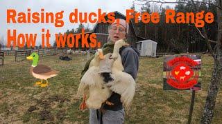 Raising Ducks, Free Range and How it Works. Watch what we are doing on a daily basis.