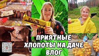 Дачные дела.Сажаем гортензии.Пробуем сербское печенье.Что делать с луком?Едем домой.Дачный влог