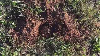 Mole, Vole and Gopher Mound Identification