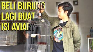 Beli burung masteran cuma 100 rb omku !!