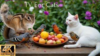 Endless Cat TV  Birds & Squirrels Scramble for Snacks on a Sunny Day ️ 4K HDR Bliss