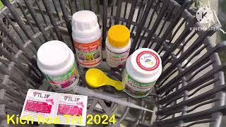 Kích hoa Tết 2024 hiệu quả an toàn cho cây Lan