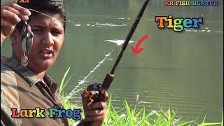 Lark Frog VS Record Size Tiger Snakehead Fish #krfishhunter