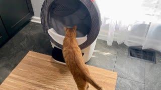 This Litter-Robot is Amazing! @LitterRobot