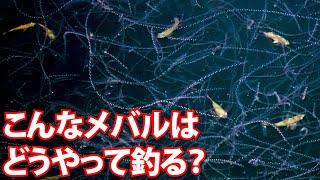 【メバリング】メバルのサイトフィッシング～家邊克己（やべ・かつみ）