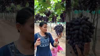 Grapes Harvesting #grape #grapetree #harvesting