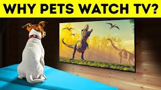 Does Your Dog Really Watch TV?