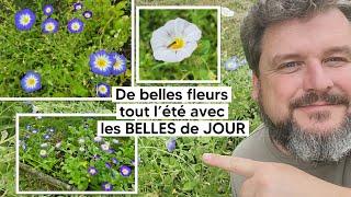 Les BELLES de JOUR, pour avoir de belles fleurs facilement tout l'été『TUTO』