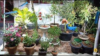 My indoor fruit garden.....