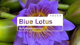 Emily Wright introduces dōTERRA Blue Lotus Touch (10ml Roll-on) - (Translated Subtitles)