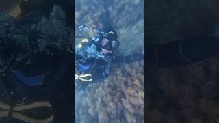 В поисках приключений. Исследую подводный мир  #aksenovscubadiving #scubadiving #дайвинг