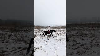 Кристина и Флейта, Дмитрий и Аквилон, в полях.  #horse #equestrian #лошади #pony