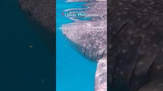 Gentle Giants  #swimmingwithsharks #whaleshark #freedivinggirl