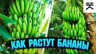 Как растут бананы?
