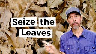 Why You Should Collect Your Neighborhood Leaves