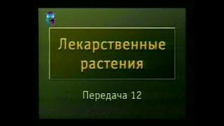 Передача 12. Растения-адаптогены