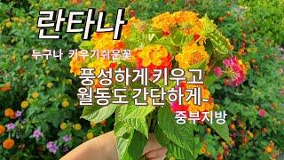 란타나 월동걱정없이 크고 풍성하게 키우세요~