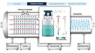 The Process of Freeze Drying (Lyophilization)