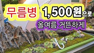 1,500원으로 올 여름바위솔 무름병 없이 잘 지냈어요. 강원도 원주시 김기연 바위솔정원