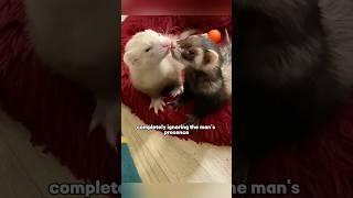 loving ferret couple #ferret#couple#truestory#shortvideo #shorts #pet