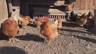 Experts recommend getting a bird flu vaccine