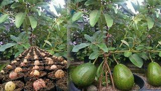 HOW TO GROW AVOCODO SEEDS CORRECTLY AND QUICKLY/tree/avocado trees/plant/AVOCADO seed/ grooming avo