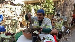 GARDENING WITH CHEPE ABEL. (Succulents )