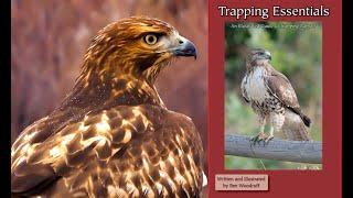 Falconry: Trapping Essentials  #falconry