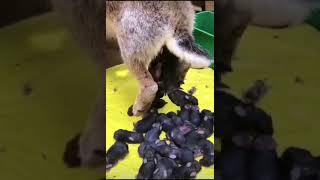 50 rabbits baby giving birth whit rabbit Mather #rabbit #shortsfeed #tranding #bunny #viralshort