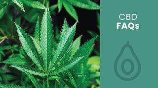 Your CBD FAQs, Answered | Ancient Nutrition