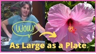 How to Plant -  Planting Hardy Hibiscus From Seed Indoors