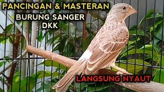 PANCINGAN & MASTERAN BURUNG SANGER AGAR CEPAT GACOR.