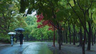[4K] A gift to those who need rest and sleep. ASMR sound of rain in the park