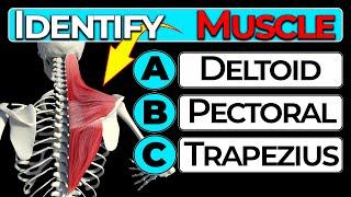 Human Anatomy Quiz: Test Your Knowledge (Muscle Groups)