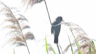 Chatting great reed warblers