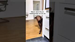 Wenn dein Hund intelligenter ist als du ‍