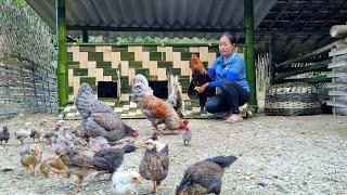 Build a chicken coop using bamboo trees. New farm | Lý Thị Phương