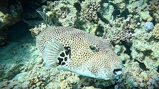 Starry puffer (Arothron stellatus)  stellate pufferfish (4K)