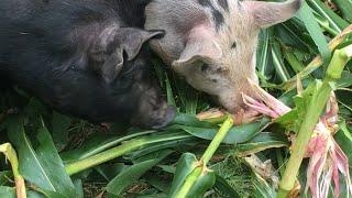 Hogging Down at Wild Harmony Farm