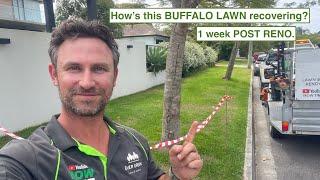 1 WEEK POST BUFFALO LAWN RENO CHECK UP + a kick in the pants with some liquid fert.