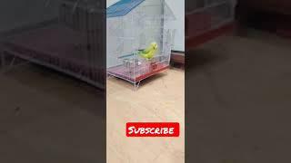 #short #youtubeshorts #parrot #myparrots #pet