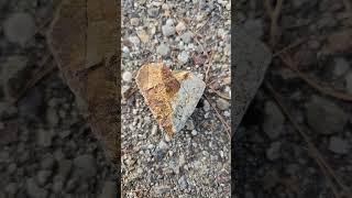 TGIF HEART SHAPE #rocks #heart #ore #nature #tgif